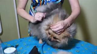 Pomeranian Pflege Folge 1 [upl. by Field]