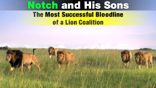 The Legend of Notch Coalition  The Most Famous Lion Coalition of Maasai Mara Kenya [upl. by Kroll]