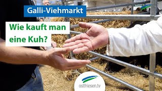 Gallimarkt Wie kauft man eine Kuh [upl. by Adnirem]