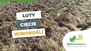 Cięcie winorośli  Prowadzenie winorośli na dwa pędy Guyota [upl. by Thibault]