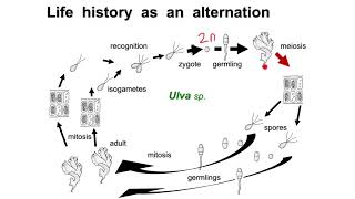 Sporic meiosis  Alternation of generations [upl. by Oicor]