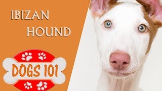 Dogs 101  IBIZAN HOUND  Top Dog Facts About the Ibizan Hound [upl. by Mercie]