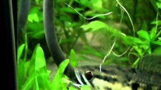 Channa Punctata trying to eat rope fish  MFKSweden [upl. by Aihsatal]