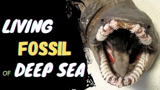 Frilled Shark  quotLiving fossilquot of Deep Sea [upl. by Efal216]