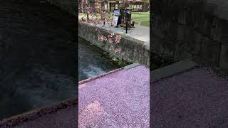 京都ソメイヨシノ散り始め Somei Yoshino season ending shorts 京都 kyoto sakura 桜 cherryblossom [upl. by Araek337]