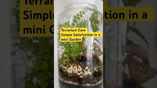 Satisfaction of terrarium care A little garden world you can nurture daily terrariumart garden [upl. by Madonia]