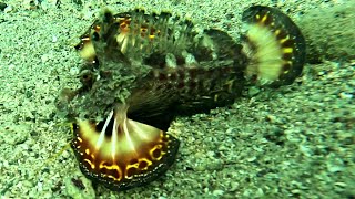 Devil scorpionfish Inimicus filamentosus filamentfinned stinger twostick stingfish 4K [upl. by Leandra]