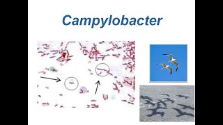 Campylobacter [upl. by Elamrej]