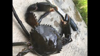 DECEPTION BAY CABOOLTURE RIVER FISHING [upl. by Brenner]