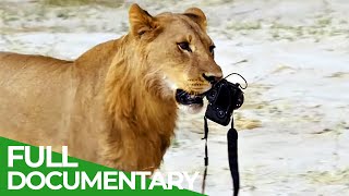 Wildlife Moments  The Funniest Animal Encounters  Part 2  Free Documentary Nature [upl. by Tracee]