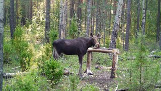 Step Into the Wild Trail Camera Footage in the Woods of 2023 [upl. by Enwahs]