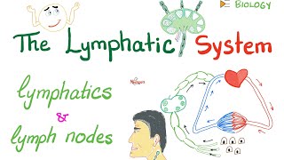 The Lymphatic System  Lymphatics and Lymph Nodes  Immunology  Biology [upl. by Wellington423]