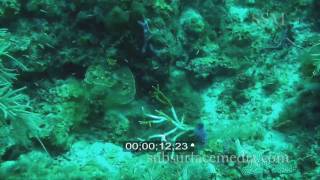 Stock footage Staghorn coral dying [upl. by Enirhtac]