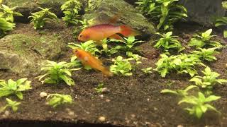 Apistogramma agassizii fire red hunting red cherry shrimps [upl. by Hong693]