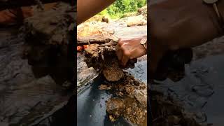 gold prospecting 2024 finding gold in sand gold prospecting for beginners [upl. by Lupita631]