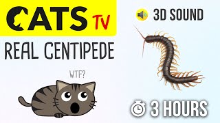 CATS TV  Real Centipede 🙀 3 HOURS Cat games on screen [upl. by Anitnerolf965]