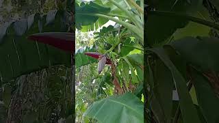 My plans plants garden flowers shorts video [upl. by Odrarebe]