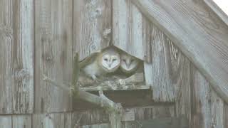 Western Barn Owl Tyto alba guttata Texel NH the Netherlands 11 Oct 2024 22 [upl. by Elocn]