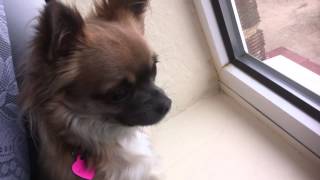 CHIHUAHUA BARKING  SEE WHAT HAPPENS TO YOUR DOG [upl. by Gauthier301]