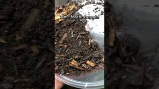 Isopod Terrarium  How To [upl. by Darbee620]