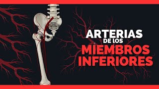 ✅ARTERIAS DEL MIEMBRO INFERIOR  FEMUR TIBIA Y PERONE  Anatomia en Enfermeria [upl. by Eittah]