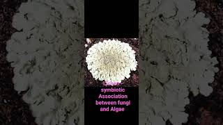 Lichen  Symbiotic Association Between Algae and Fungi  Please Subscribe for more Science Video ☺ [upl. by Jempty]