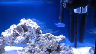 10 Gallon Saltwater Tank Day 2 Cycling Begins [upl. by Eidissac]