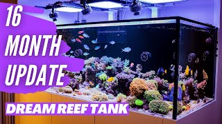 Dream Reef Tank  16 Month Update [upl. by Dell]