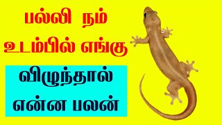 பல்லி நம் உடம்பில் எங்கு விழுந்தால் என்ன பலன்Palli vilum palangal in tamil  Astrology prediction [upl. by Surbeck]