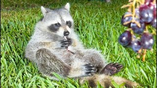 Raccoons Eating Grapes [upl. by Alan]