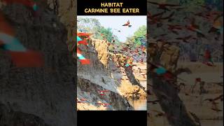 Habitat Carmine Bee Eater [upl. by Amos301]