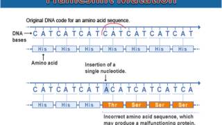 Frameshift Mutations [upl. by Jamima]