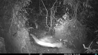 Trail camera pickup in Cuyabeno Ecuadorian Amazonia [upl. by Cousins]