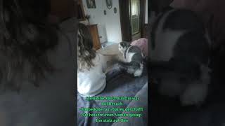 Zauberkater ömi cat funny kitten perserkatze pets autistic [upl. by Eiramaliehs]