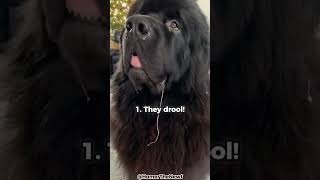 Top 5 Reasons Why You Shouldnt Get A Newfoundland [upl. by Scheck]