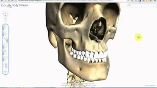 Google Body Browser ITA  Esplorara il Corpo umano in 3D [upl. by Skill]