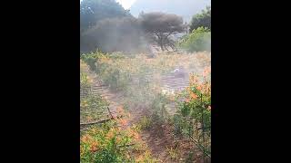 Pesticide spaying in our glorisa superba farm [upl. by Nidnal864]