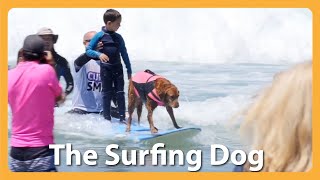 This Famous Surfing Dog Rides The Wave To Helping Others [upl. by Doownyl]