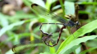 male damselfly removing sperm from female [upl. by Aes]