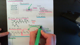 The Visual System Part 5 [upl. by Oidacra]