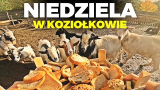 🐐 NIEDZIELA W KOZIOŁKOWIE 🐐 historia Maciusia i kura mutant 🐓 MOJE MINI ZOO  odc 286 [upl. by Barnum]