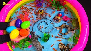 Amazing catch Colorful surprise eggs crayfish koi angelfish betta fish goldfish glofish tetra [upl. by Heigho]