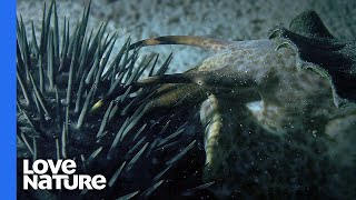 Coral Killing CrownofThorns Starfish Destroyed By Giant Snail [upl. by Eilata8]