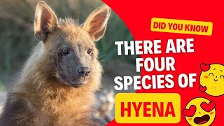 Did you know there are four species of hyena [upl. by Ereveniug40]