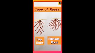 Tap root  Fibrous root  Types of root  class6  Parts of Plant  TheDrawingAcumen [upl. by Lombardi964]