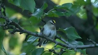 Goldencrowned Kinglet sitting still for 213 seconds [upl. by Donovan]