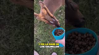 ¿CONOCIAS A LOS CIERVO MUNTJAC shorts ¿Sabías qué 69 [upl. by Brookes]