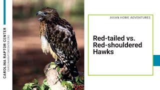 Redtailed Hawks vs Redshouldered Hawks  Do you know the difference [upl. by Belter]