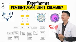 Penentuan dan Pembentukan Jenis Kelamin Sex determination and Sex differentiation [upl. by Htaek]