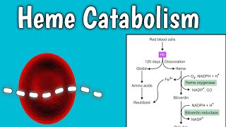 Heme Catabolism heme degradation  Bilirubin formation [upl. by Ttemme759]